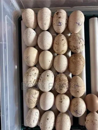 Organic Fertile Turkey Eggs.