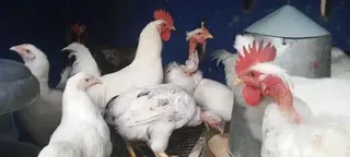 Matured Healthy Bird Available