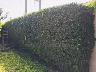 Bossgarden Is Here to Serve You All Kinds of Gardening Works