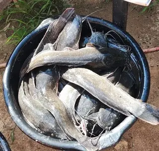 Very Big Catfish 1kg and Above Live for Sale