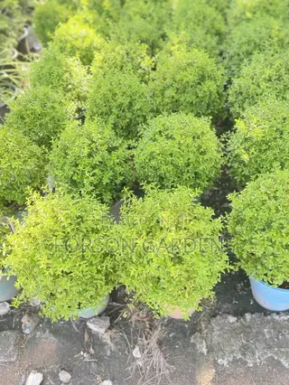 All Types of Indoor and Outdoor Plants