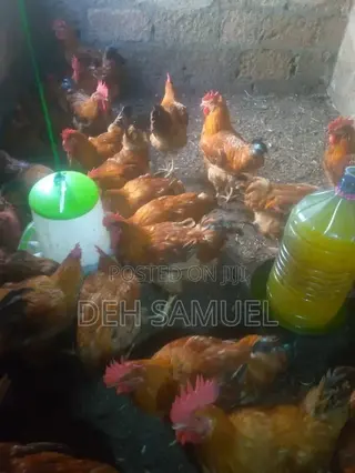 Live Chicken