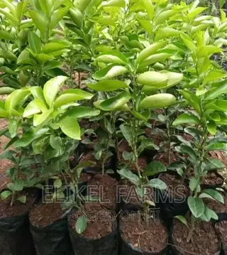 Grafted Orange, Tangerine ,Lime Seedlings