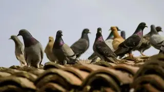 Healthy and Strong Pigeons