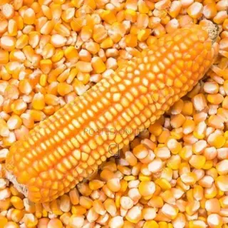 Yellow Maize for Sale