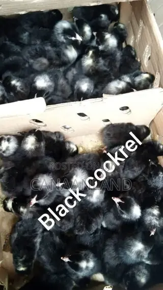 Black Cockerels Day-Old Chicks