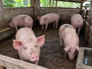 Live Pigs and Frozen Pigs for Sale (40cedis =1kg)