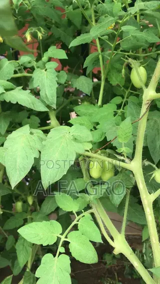 Vine Tomatoes Seeds(10grams)