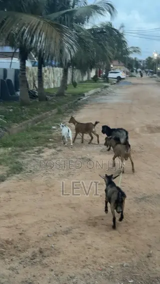 Healthy Live Goats for Sale (Various)