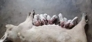 Pigs and Pork