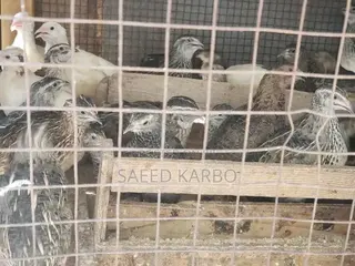 Quail Butchered and 4 Weeks Old Live Birds