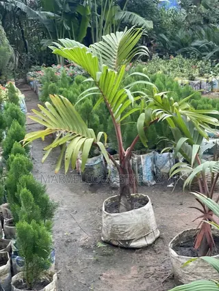 Humble Gardens