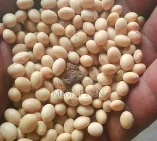 Soya Beans (100kg - 700 Cedis)