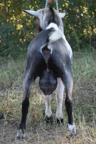 Goat Matured Male
