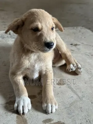 0-1 month Female Mixed Breed Dog