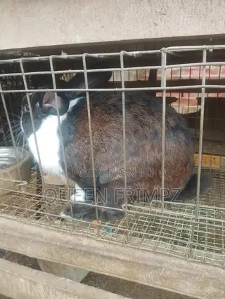 Matured Rabbits