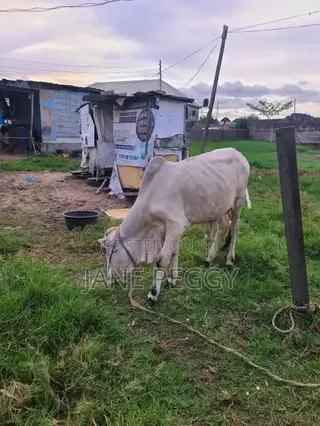 Healthy Cows
