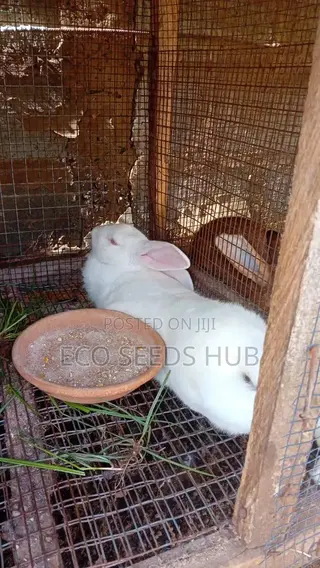 Rabbit for Sale