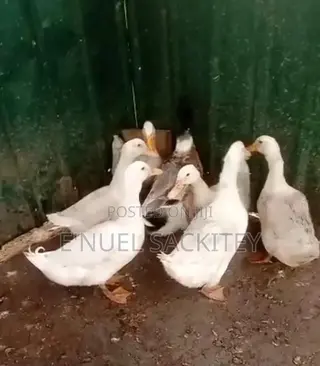 Healthy Animals