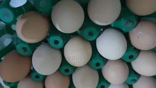 Brahma Fertile Eggs