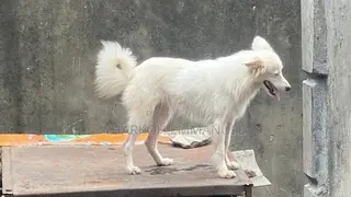 3-6 months Male Purebred American Eskimo