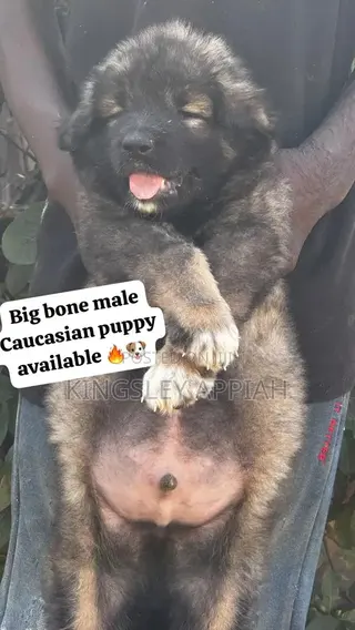 1-3 months Male Purebred Caucasian Shepherd