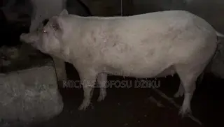 Pigs for Sale