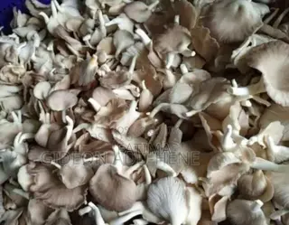 Fresh and Juicy Oyster Mushrooms