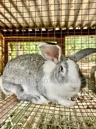 Healthy Rabbits