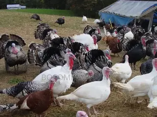 Young Turkeys Available at All Times