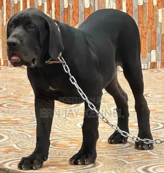 6-12 months Male Purebred Boerboel