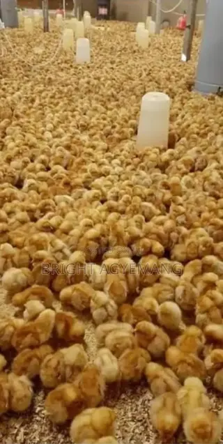 Lohmann Brown Day Old Chicks