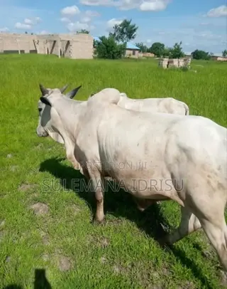 Strong Cows