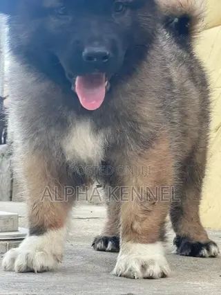 1-3 months Male Purebred Caucasian Shepherd