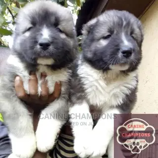1-3 months Female Purebred Caucasian Shepherd