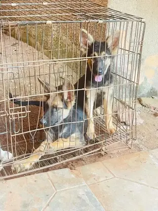 1-3 months Male Purebred German Shepherd