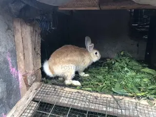 Local and Foreign Rabbits for Sale,healthy and Well Fed Breeds