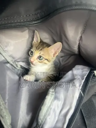 0-1 month Female Mixed Breed Maine Coon