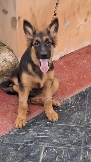 3-6 months Male Purebred German Shepherd