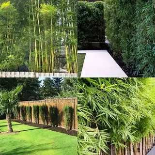 Shrub Bamboo for Workplace Deco and Fencing