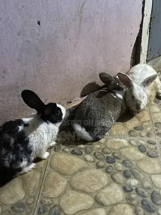 Matured Rabbit