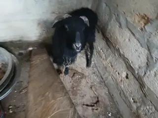 Pure Black Sheep