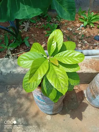 Organic Seedlings For Trees, Plants And Veggies. Local And Foreign