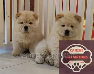 1-3 months Female Purebred Chow Chow