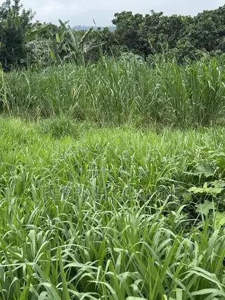 Super Napier Grass (Pakchong 1)