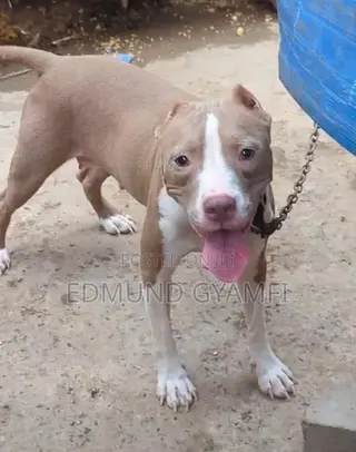 6-12 months Female Purebred American Pit Bull Terrier