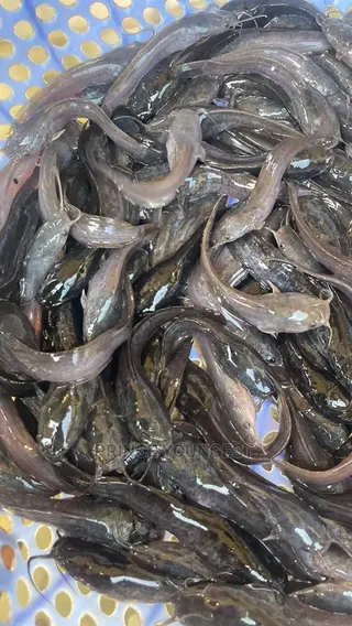 Catfish Fingerlings