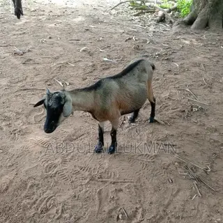 Nice Animal Seller