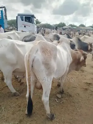 A Strong and Healthy Cow's