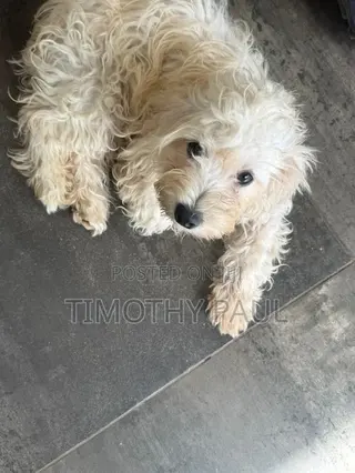 3-6 months Male Mixed Breed Maltipoo
